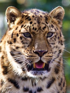 Удивленный леопард с открытым ртом