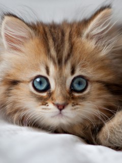 Пушистый котёнок с большими глазами