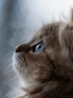 Профиль пушистого котёнка смотрящего вверх