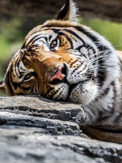 Отдыхающая морда тигра
