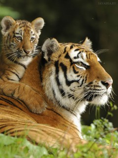Котёнок и тигрица с заинтересованным взглядом