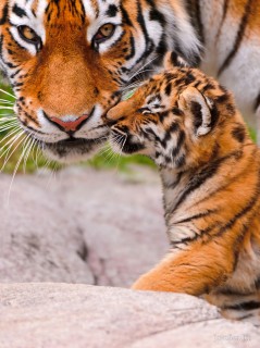 Поглядывающий взгляд тигрицы-матери