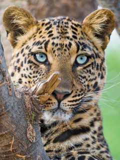 Заинтересованный взгляд юного леопарда