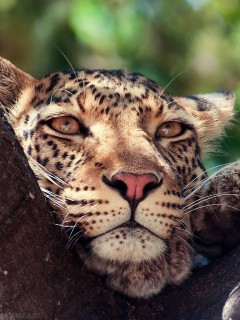 Отдыхающая морда леопарда