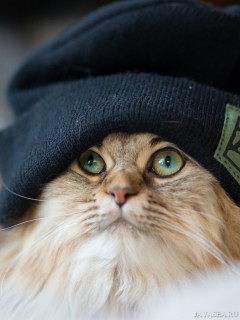 Кот в большой шапке