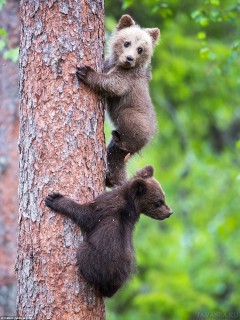 Медвежата на дереве увидевшие мать