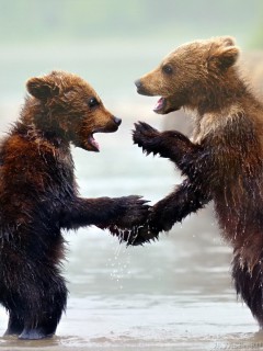 Спорящие медвежата