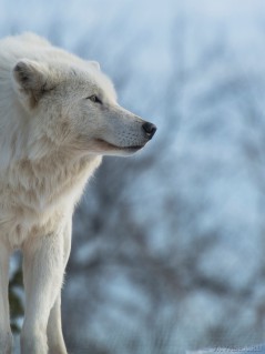 Белый волк, увидевший жертву