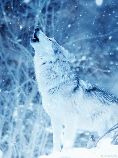 Воющий волк в зимнем лесу