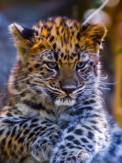 Котёнок леопарда