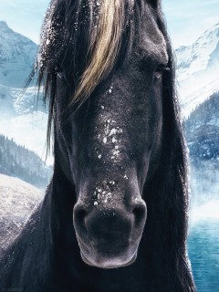 Морда черного коня