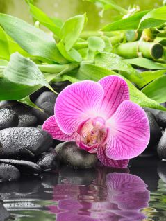 Орхидея у воды