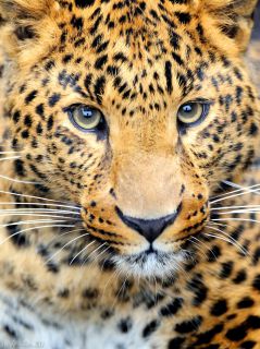 Морда юного леопарда