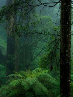 Мрачный, зелёный лес