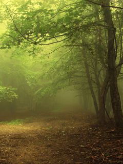 Таинственный, туманный лес