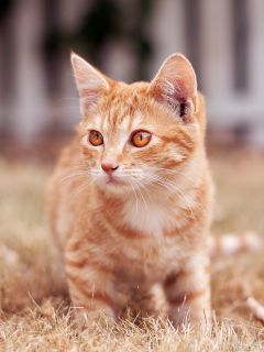 Рыжий кот с рыжими глазами