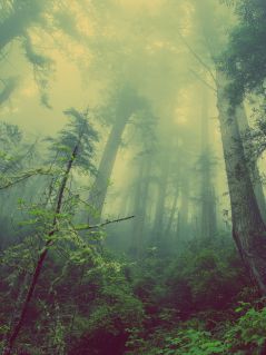 Туманный зелёный лес