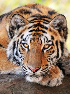 Заинтересовавшийся тигр
