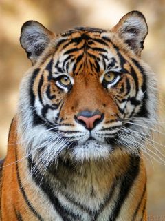 Милый юный тигр