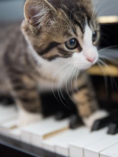 Котёнок на пианино (клавишник)