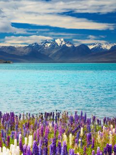 Цветы, озеро и горы