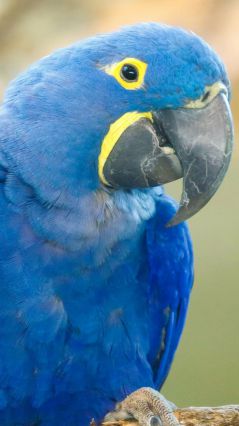 Голубой попугай