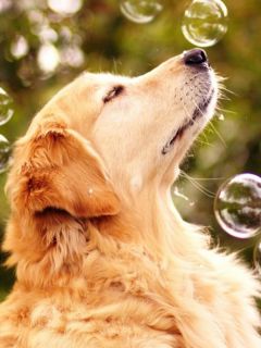 Пёс и мыльные пузыри
