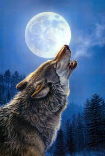 Арт. Воющий волк в ночи