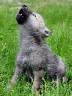 Воющий серый щенок волка