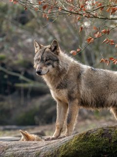 Юный волк на бревне