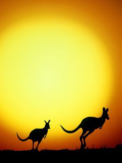 2 кенгуру на закате