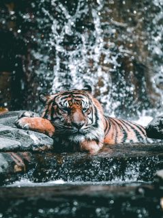 Старый тигр, отдыхающий в воде