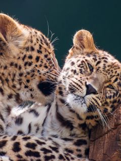 2 юных леопарда (ласки)