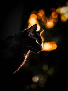 Богиня ночи (черная кошка)
