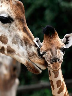 Материнская поддержка жирафёнка
