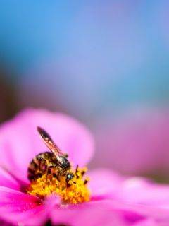 Пчёлка на цветке