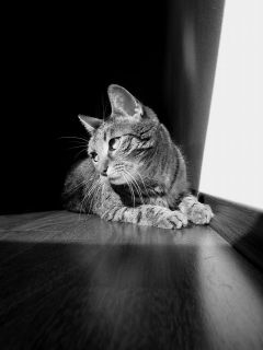 Кот и свет от приоткрытой двери