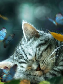 Спящий котёнок и бабочки