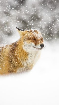Подмигивающая лисичка в снегопад
