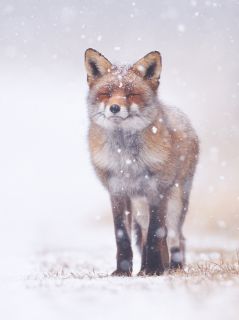 Лисичка, морщащаяся от снежинок