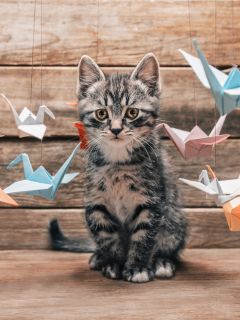 Полосатый котёнок и бумажные лебеди