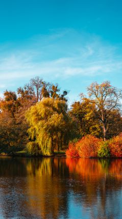 Осенние разноцветные деревья в осенних цветах над озером