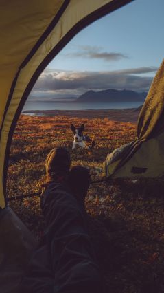 Потрясающий вид на палатку для кемпинга с собакой Хаски