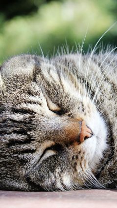 Морда спящего полосатого котика