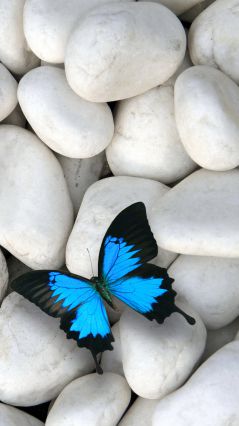 Белые камни и бабочка