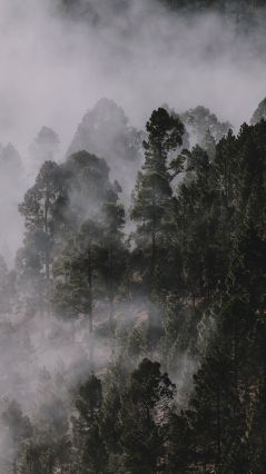Фото леса, покрытого туманом