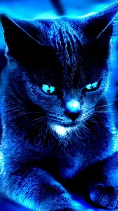 Синий котёнок
