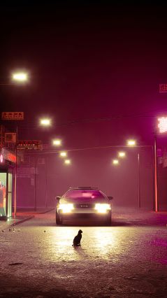 Кот перед авто на туманной улице