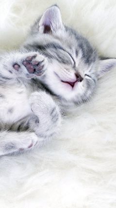 Спящий серо-полосатый котёнок
