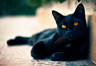 Скачать картинки с Черными котами на телефон